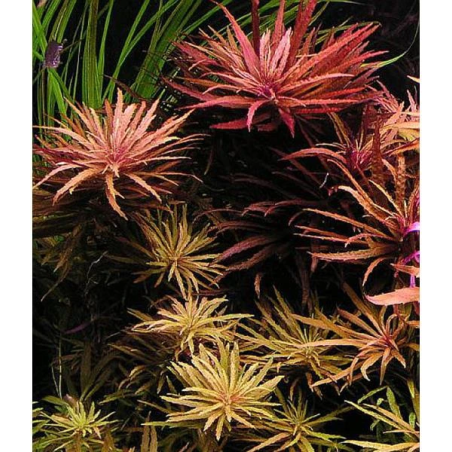 Pogostemon stellatus broadleaf