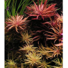 Pogostemon stellatus broadleaf