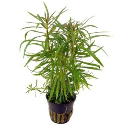 Pogostemon stellatus broadleaf