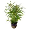 Pogostemon stellatus broadleaf