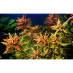 Proserpinaca palustris cuba