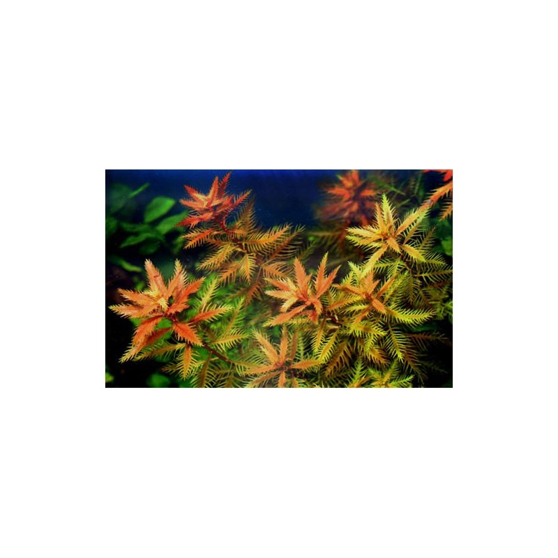 Proserpinaca palustris cuba