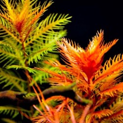 Proserpinaca palustris cuba