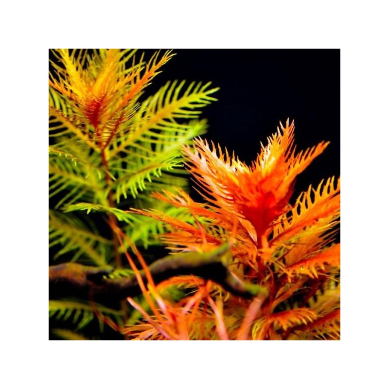 Proserpinaca palustris cuba