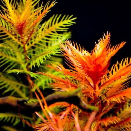 Proserpinaca palustris cuba