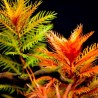 Proserpinaca palustris cuba