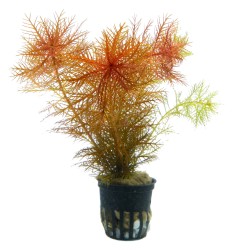 Proserpinaca palustris cuba