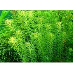 Rotala boshii nanjenshan