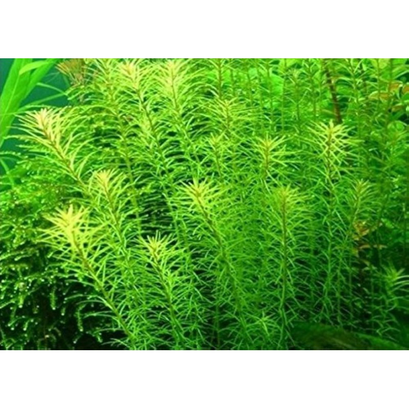 Rotala boshii nanjenshan Rotala boshii nanjenshan