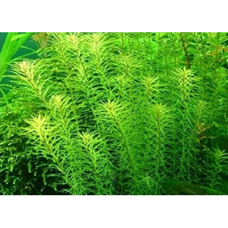 Rotala boshii nanjenshan