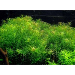 Rotala boshii nanjenshan
