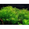 Rotala boshii nanjenshan