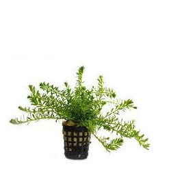 Rotala boshii nanjenshan