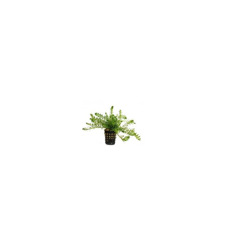 Rotala boshii nanjenshan