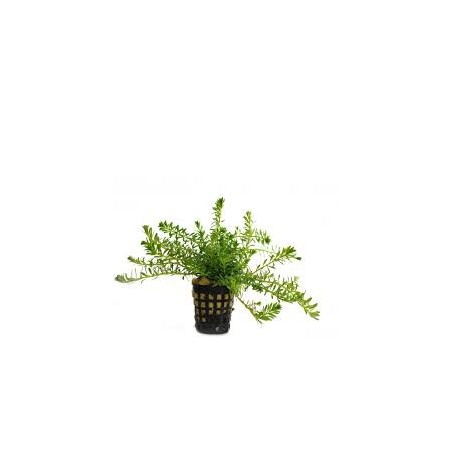 Rotala boshii nanjenshan