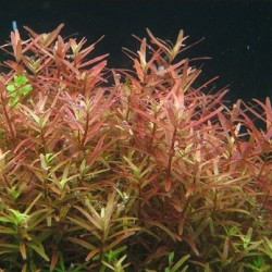 Rotala colorata