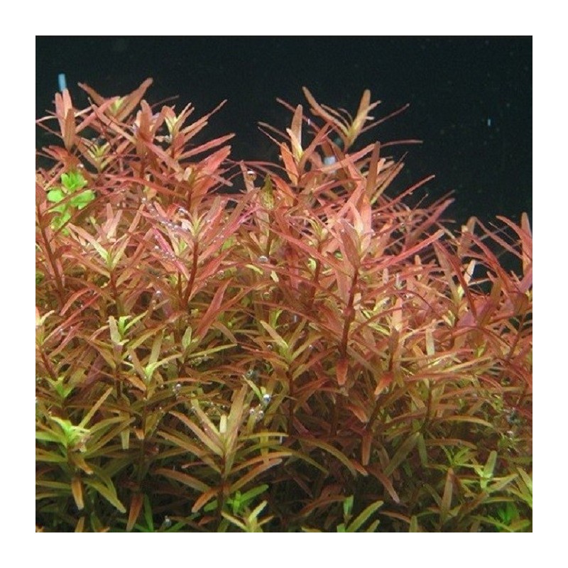 Rotala colorata Rotala colorata