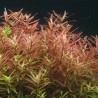 Rotala colorata