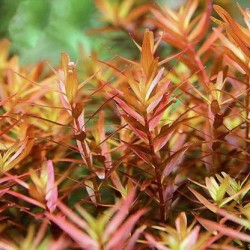 Rotala colorata