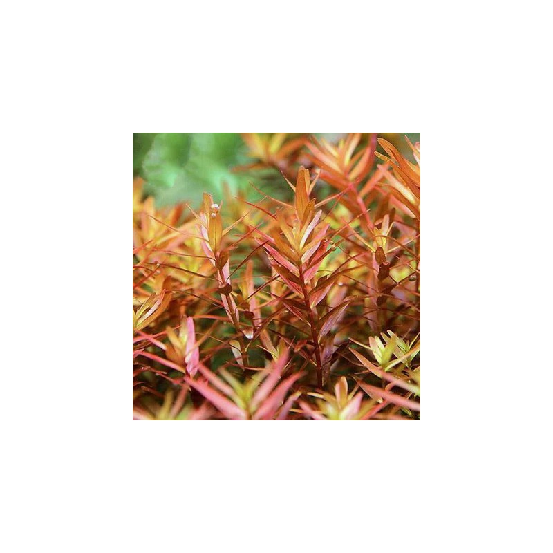 Rotala colorata