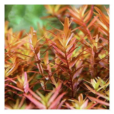 Rotala colorata