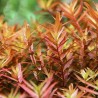 Rotala colorata