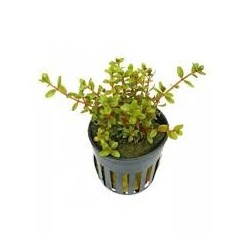 Rotala colorata