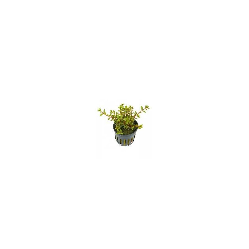 Rotala colorata