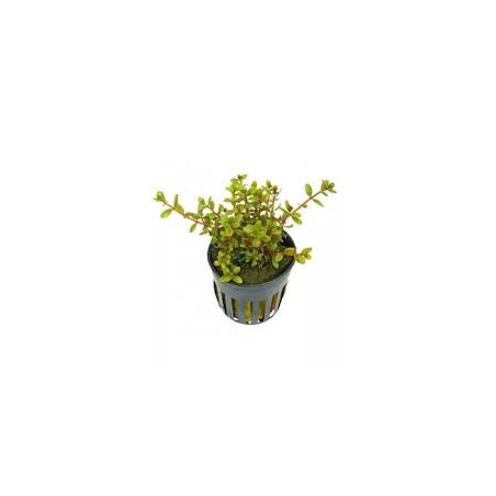 Rotala colorata