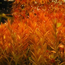 Rotala rotundifolia orange juice