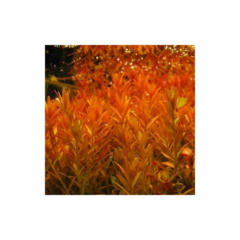 Rotala rotundifolia orange juice Rotala rotundifolia orange juice