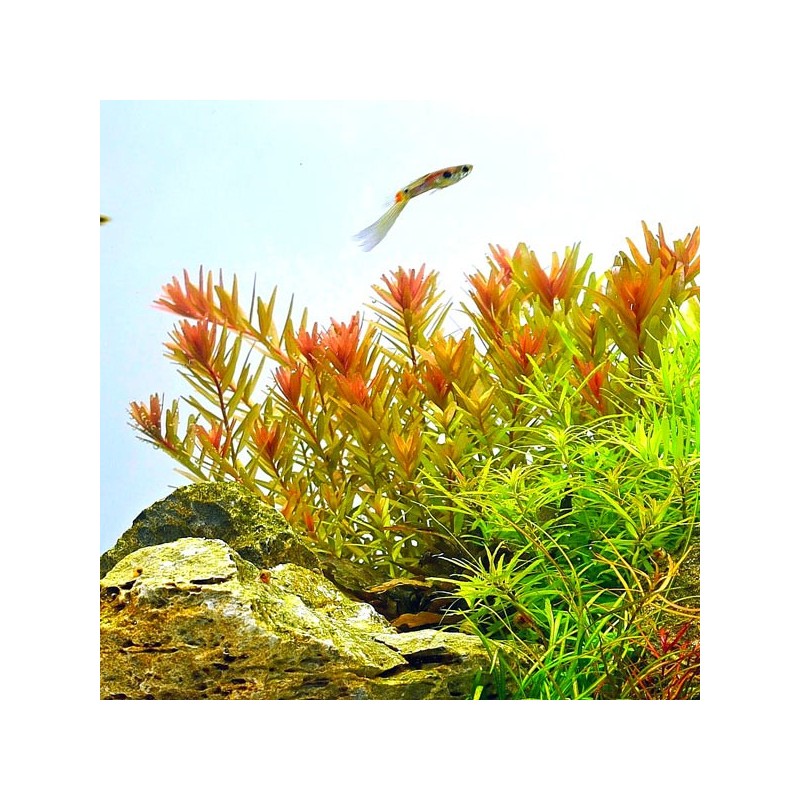 Rotala rotundifolia orange juice