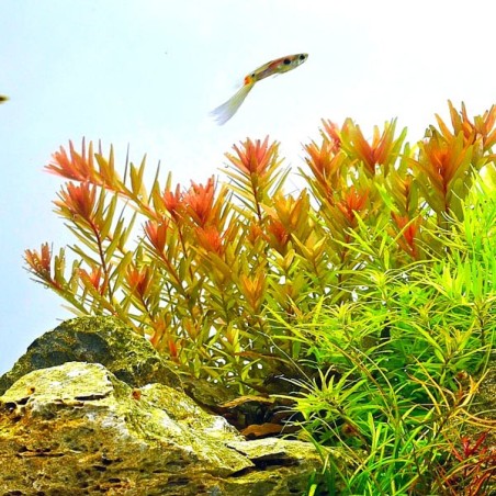 Rotala rotundifolia orange juice