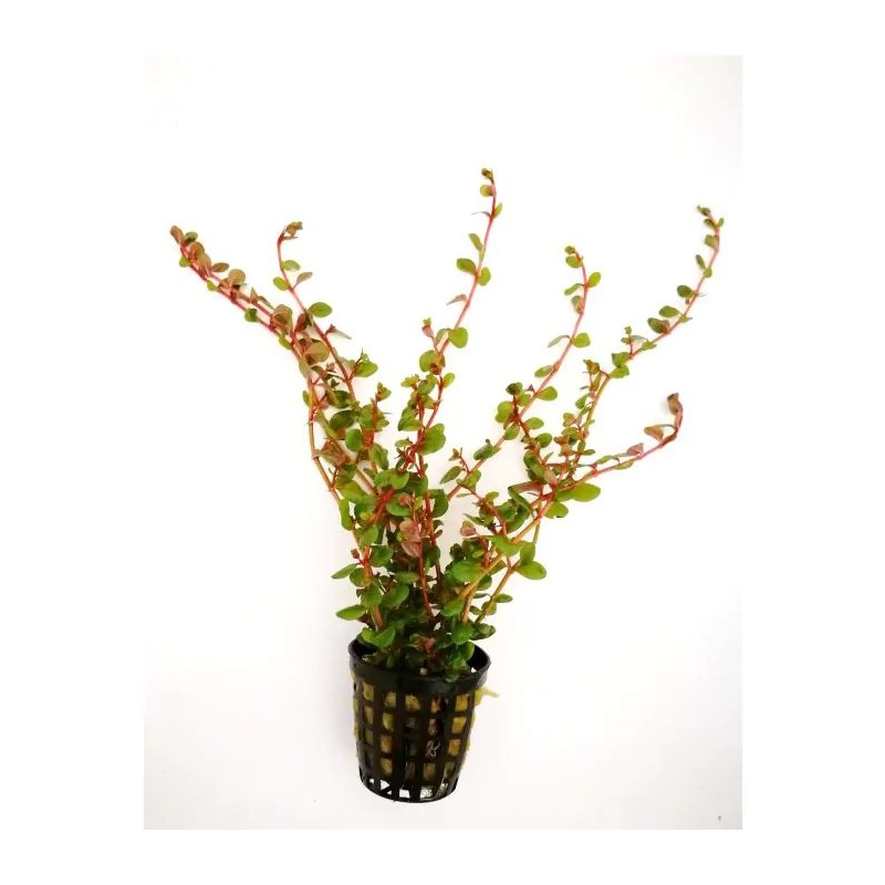 Rotala rotundifolia orange juice