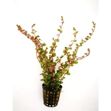 Rotala rotundifolia orange juice
