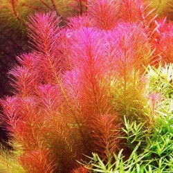 Rotala wallichii red
