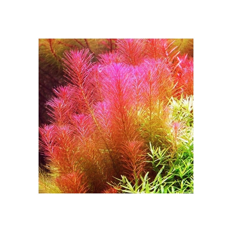 Rotala wallichii red