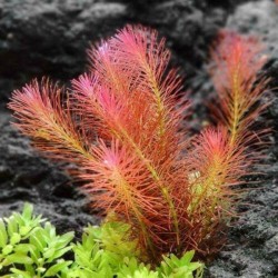 Rotala wallichii red