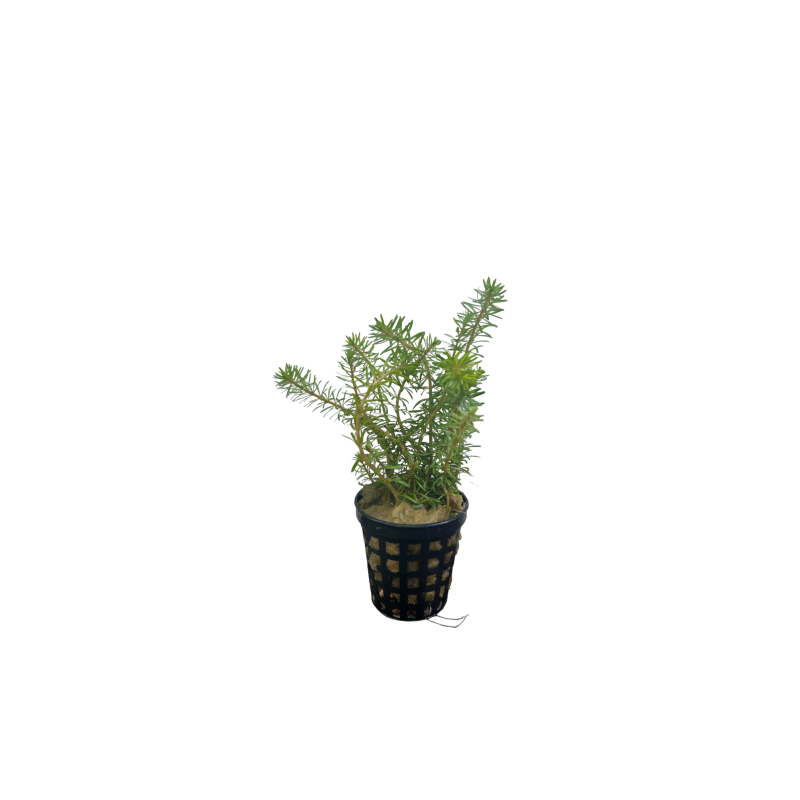 Rotala wallichii red