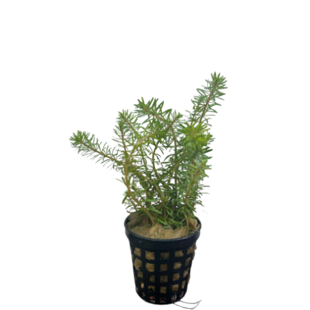 Rotala wallichii red
