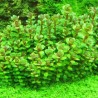 Rotala indica
