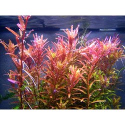 Rotala indica