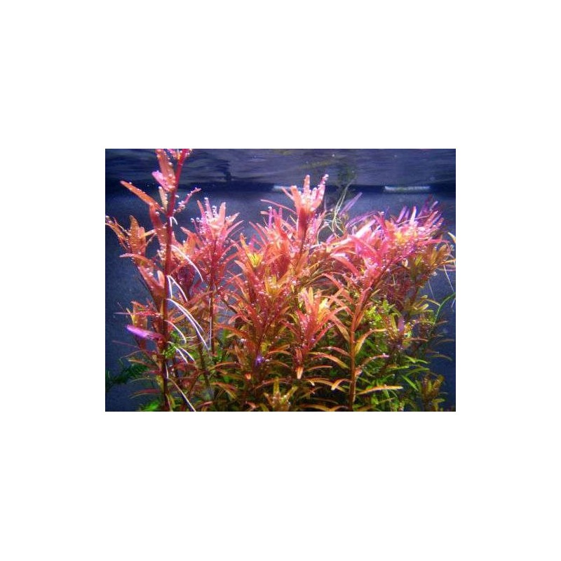 Rotala indica