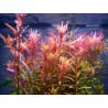Rotala indica