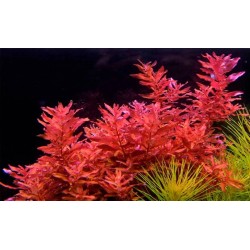 Rotala macrandra