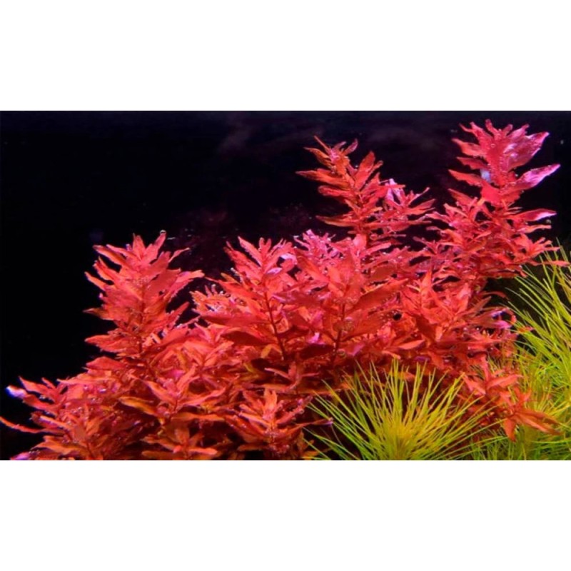 Rotala macrandra