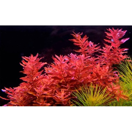 Rotala macrandra