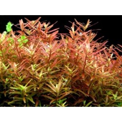Rotala yao yai