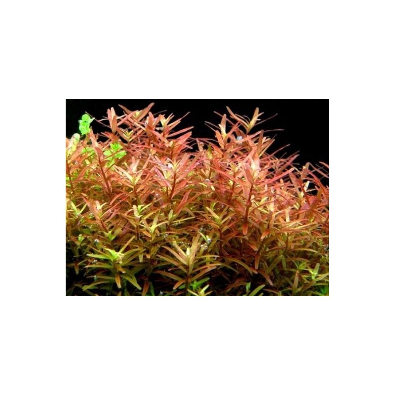 Rotala yao yai Rotala yao yai