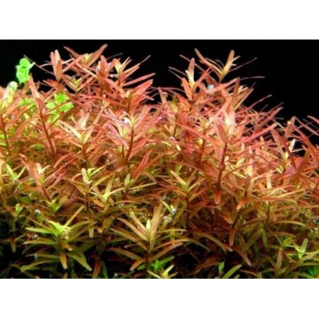 Rotala yao yai